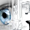 Dominantes Auge und Kreuzdominanz